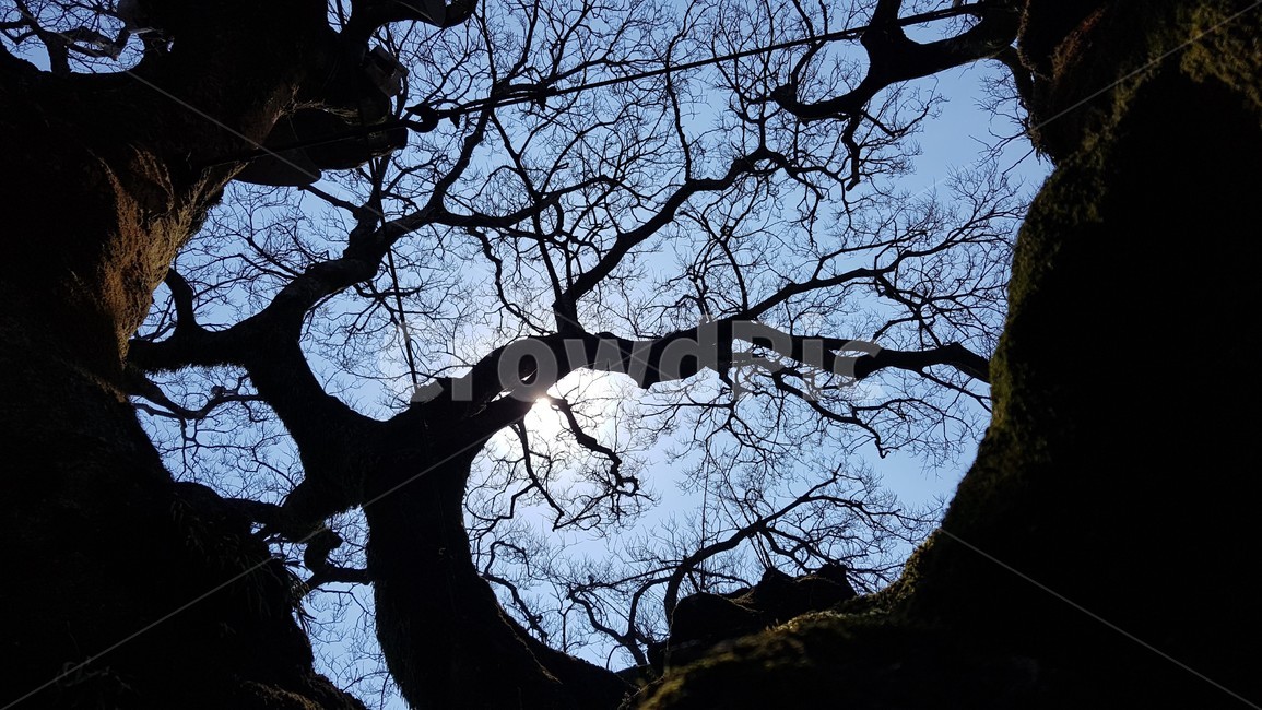 팽나무,식물,나무줄기,tree,plant,겨울나무