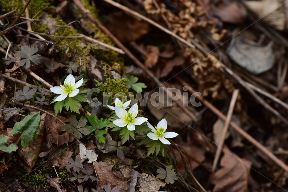 모데미풀,야생화,봄,꽃,풀꽃,자연,식물,식생,plants,nature,spring,season,flower