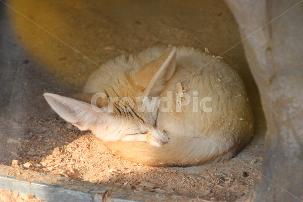 fox,여우,사막여우,동물,animal,동물,animal,포유류,mammal