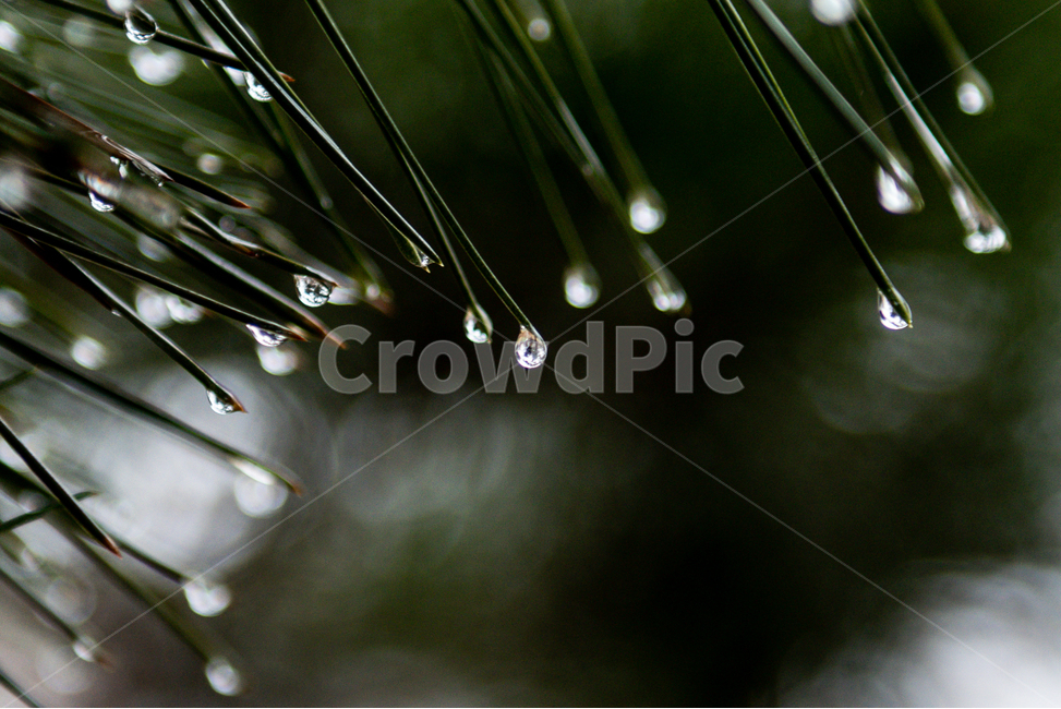 비,빗방울,봄비,물방울,봄,나무,식물,자연,plants,nature,비,비오는날,rain,rainy