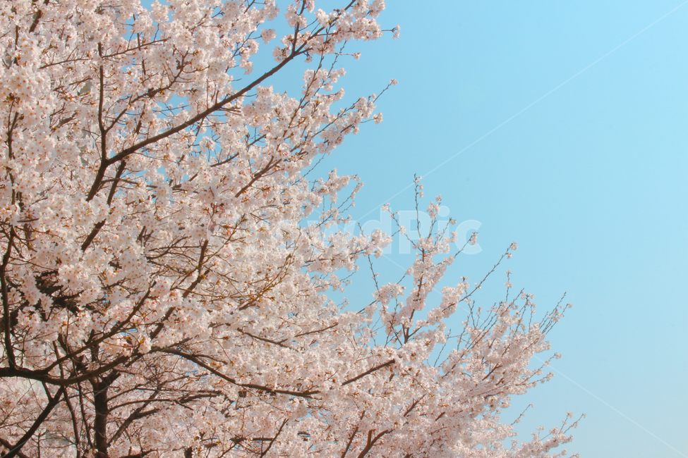 벚꽃,하늘,봄,식물,flower,봄,계절,spring,season