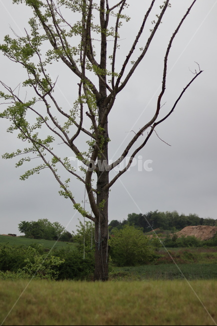 은행나무,연두,새순,파란하늘,봄,식물,자연,plants,nature,나무,trees,wood