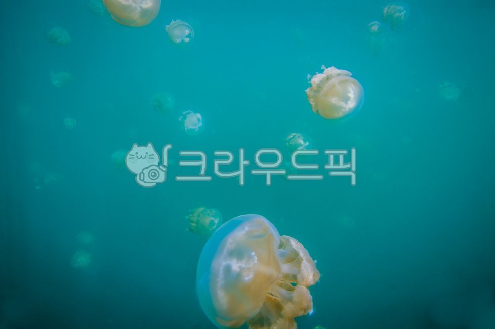 animal, 동물, sealife, 해양생물, invertebrate, 사진,이미지,일러스트,캘리그라피 - cottonmaru작가