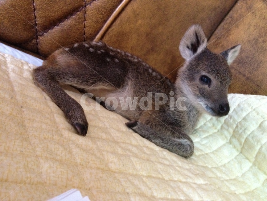 동물,animal,아기동물,새끼고라니,고라니,동물,animal,포유류,mammal