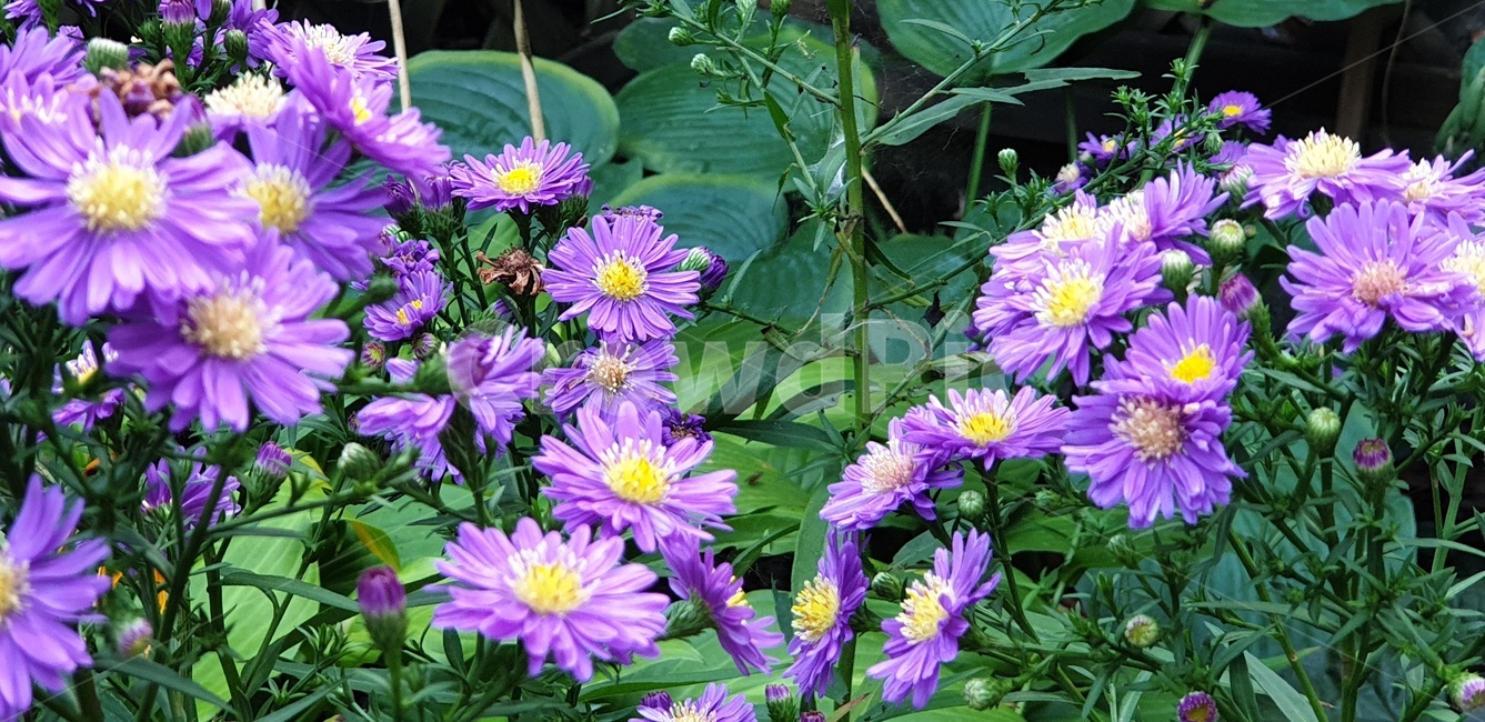 꽃,보라색,식물,보색,야생화,식물,자연,plants,nature,꽃,flower