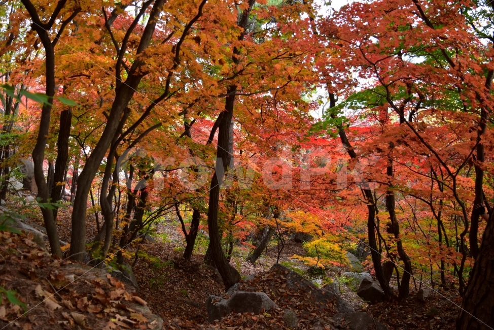 도봉산,가을,단풍,풍경,국립공원,서울,낙엽,명산,자연,비경,단풍나무,가을색,가을색채,오색단풍,가을단풍,북한산국립공원,자연,풍경,nature,landscape,가을,계절,fall,autumn,season,tree,나무,plant,식물,leaf,잎,maple
