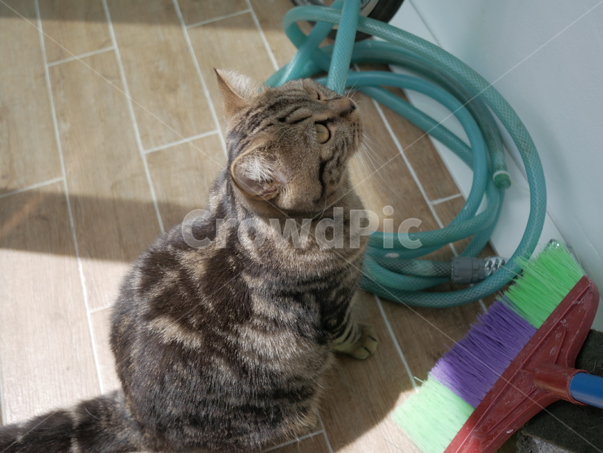 고양이,동물,얼굴,표정,개냥이,귀여운,동물,animal,포유류,mammal,고양이,cat,kitten,kitty