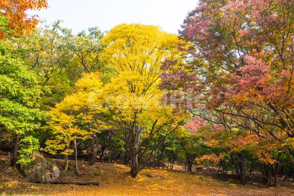 자연,풍경,경관,가을,계절,나무,단풍나무,울긋불긋,추경,만추,내장사,내장산,공원,국립공원,낙엽,잎,단풍잎,단풍,길,오솔길,가로수
