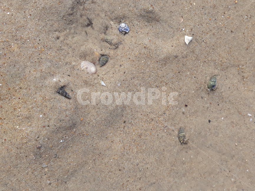 모래,모래사장,모래밭,바닷가,소라,소라게,탑앵글,탑뷰,자연,해변,바다,beach,sea