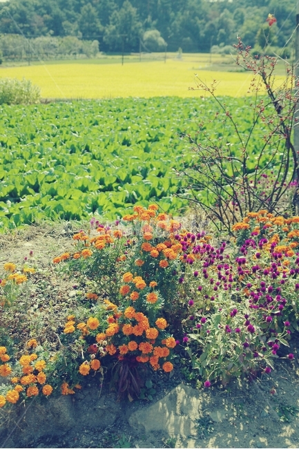꽃밭,꽃,flower,들꼿,색깔,색,color,밭,식물,자연,plants,nature,꽃,flower