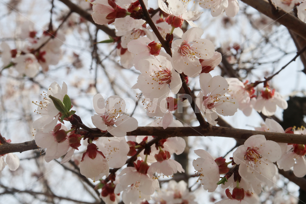 봄,벚꽃,꽃,spring,cherryblossom,꽃송이,flower,분홍,핑크,나무,벚나무,봄,계절,spring,season,식물,자연,plants,nature,꽃,flower,plant,blossom