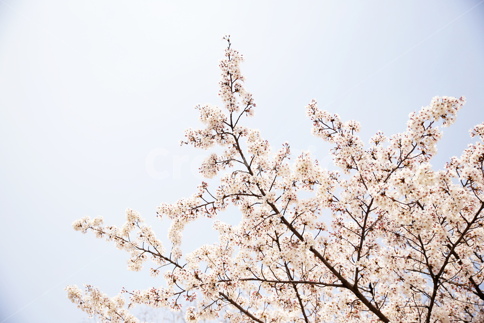 벚꽃,봄,꽃,계절,spring,자연,나무,봄,계절,spring,season,식물,자연,plants,nature,꽃,flower,plant,blossom