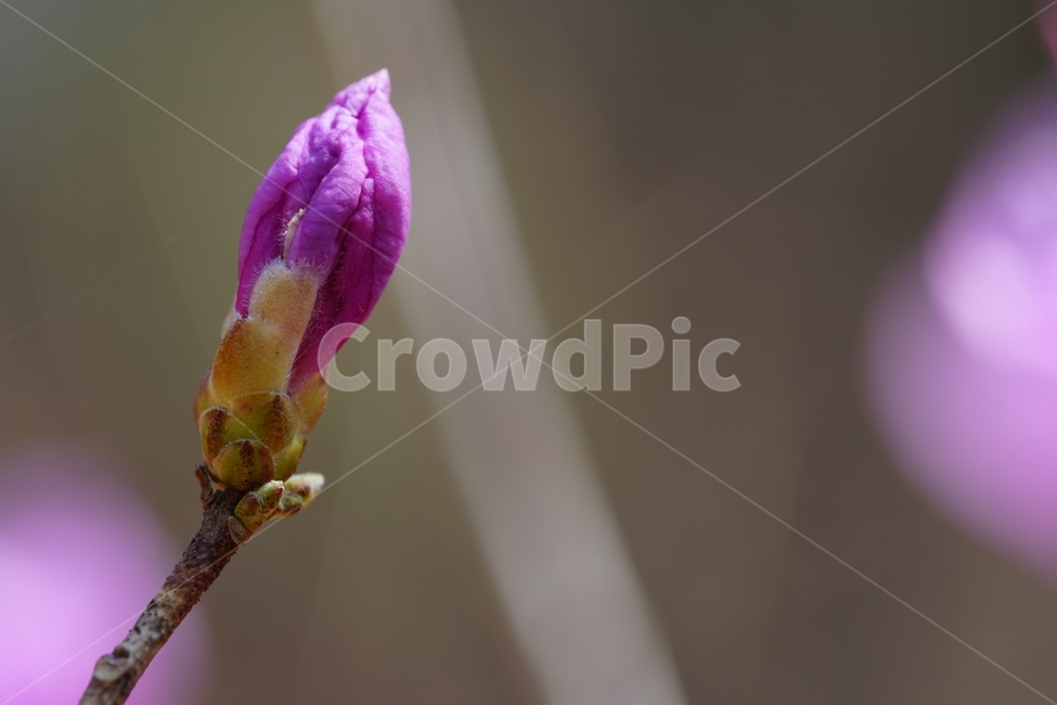 진달래,진달래곷,플라워,flower,식물,plants,나뭇가지,자연,nature,봄꽃,꽃사진,접사,마크로,macro,closeup,클로즈업,풍경,landscape,spring,한국자연,입춘,4월,april,감성,감성사진,힐링,힐링사진,느낌,feel,feeling,snap,스냅,스냅사진,koreanrosebay,참꽃,두견화,자주색,속씨식물,쌍떡잎식물,Rhododendronmucronulatum,낙엽관목,꽃봉오리,새순,새싹,봄,계절,spring,season,식물,자연,plants,nature,꽃,flower,sprout,bud,싹,plant,blossom