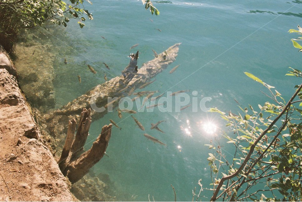 wood,나무,water,물,자연,물고기