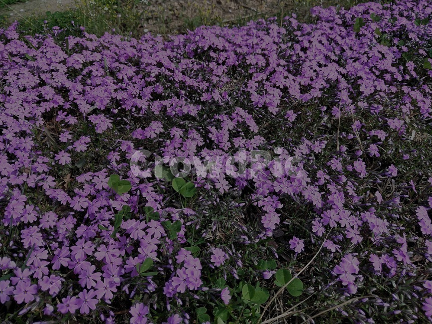 분홍꽃,꽃길,봄꽃,예쁜,봄,봄날,식물,자연,plants,nature,꽃,flower
