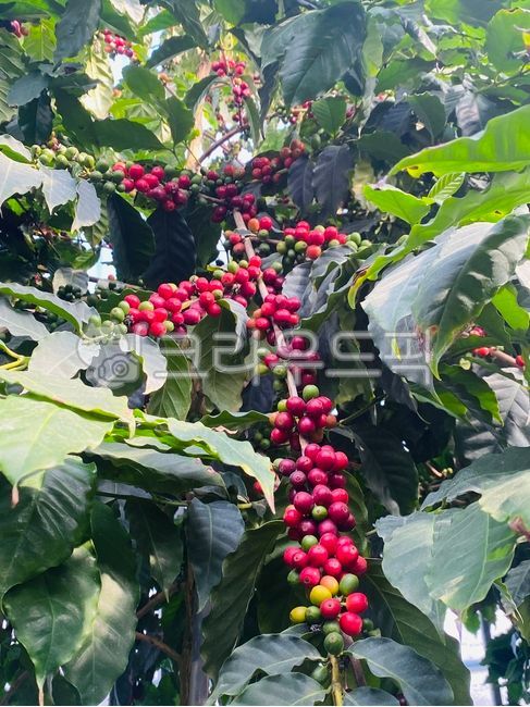 red,coffee cherry,plant,coffee fruit,coffeecherry,open,coffee tree