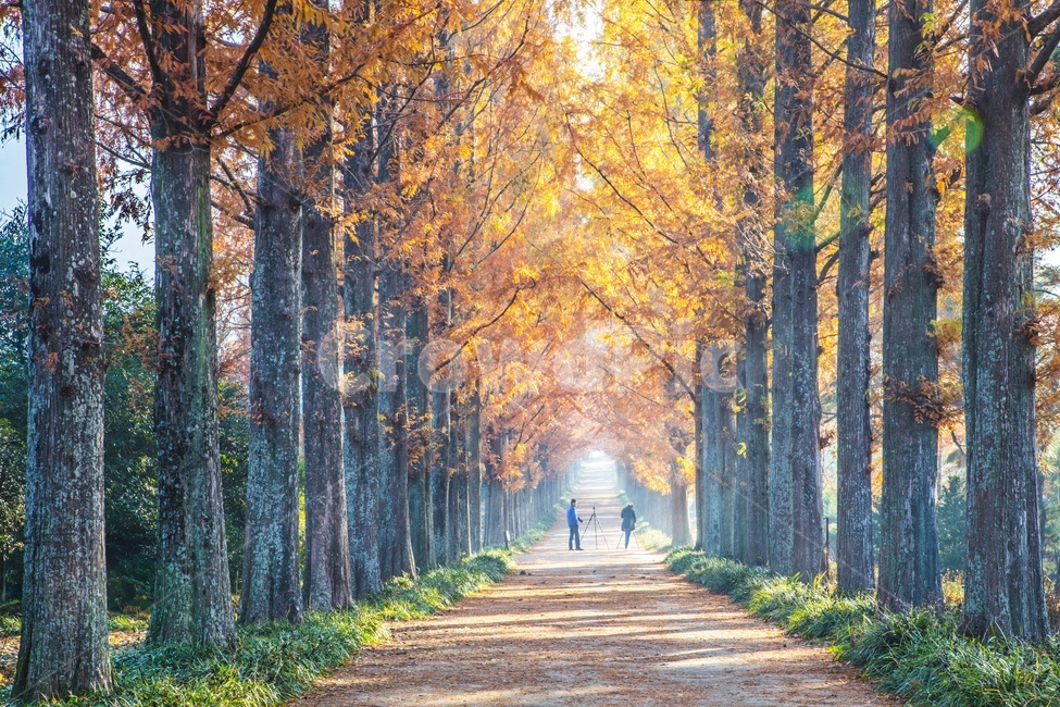 전남,나주,수목원,산림자원연구소,메타길,메타길가을,가을,만추,추색,추경,단풍,경치,자연,경관,풍경,plant,tree,나무,human,인간,person,사람,가을,계절,fall,autumn,season,자연,풍경,nature,landscape