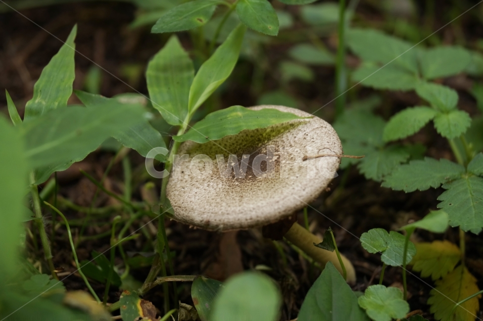 버섯,야생버섯,숲,자연,식물,산,산속,버섯종류,식물,자연,plants,nature,버섯,mushroom