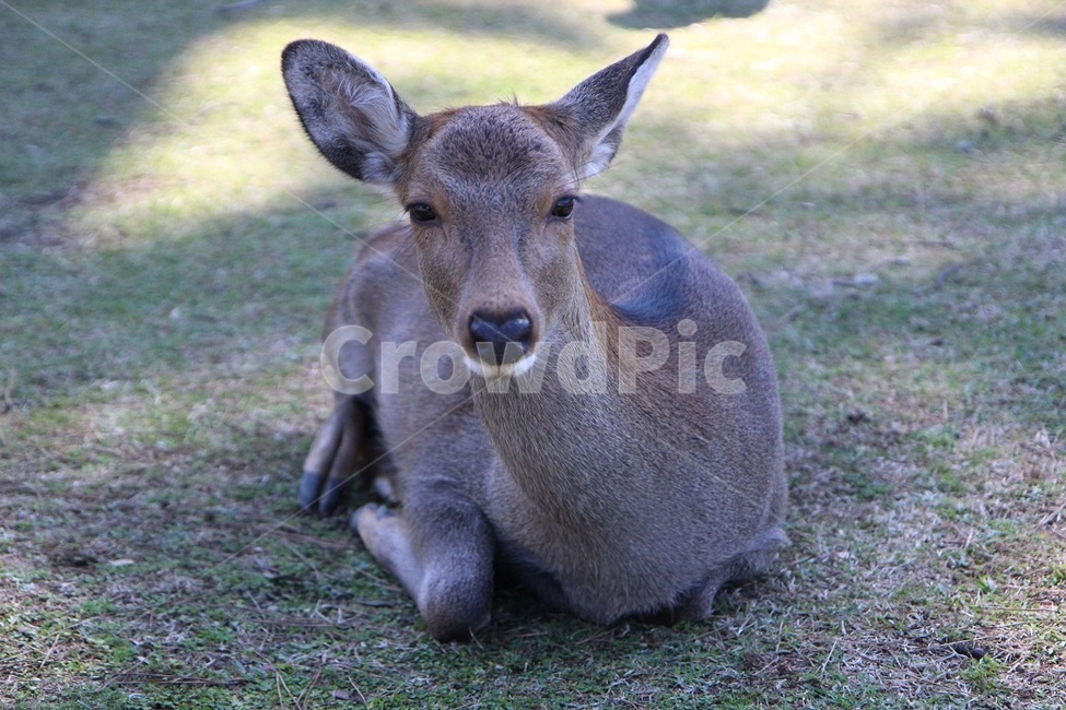 나라,사슴,사슴공원,교토,일본감성,동물,animal,포유류,mammal