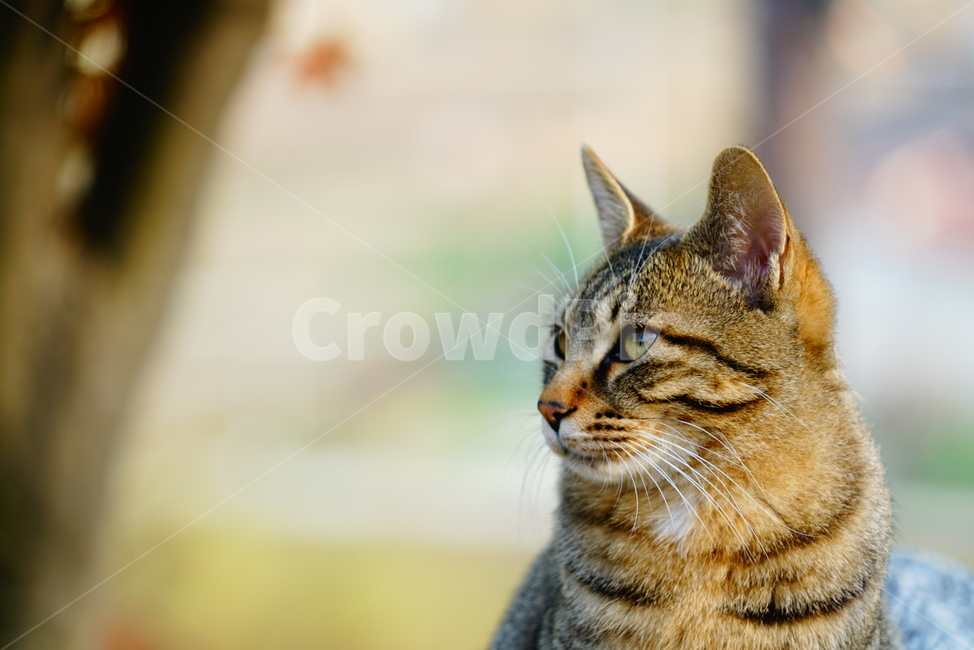 고양이,집고양이,길고양이,냥이,고양이잠,동물,animal,포유류,mammal,고양이,cat,kitten,kitty