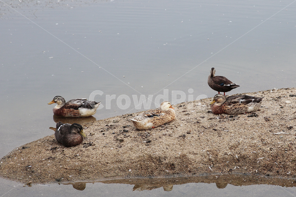 오리,산책,공원,휴식,쉼,율동공원,동물,animal,조류,새,birds