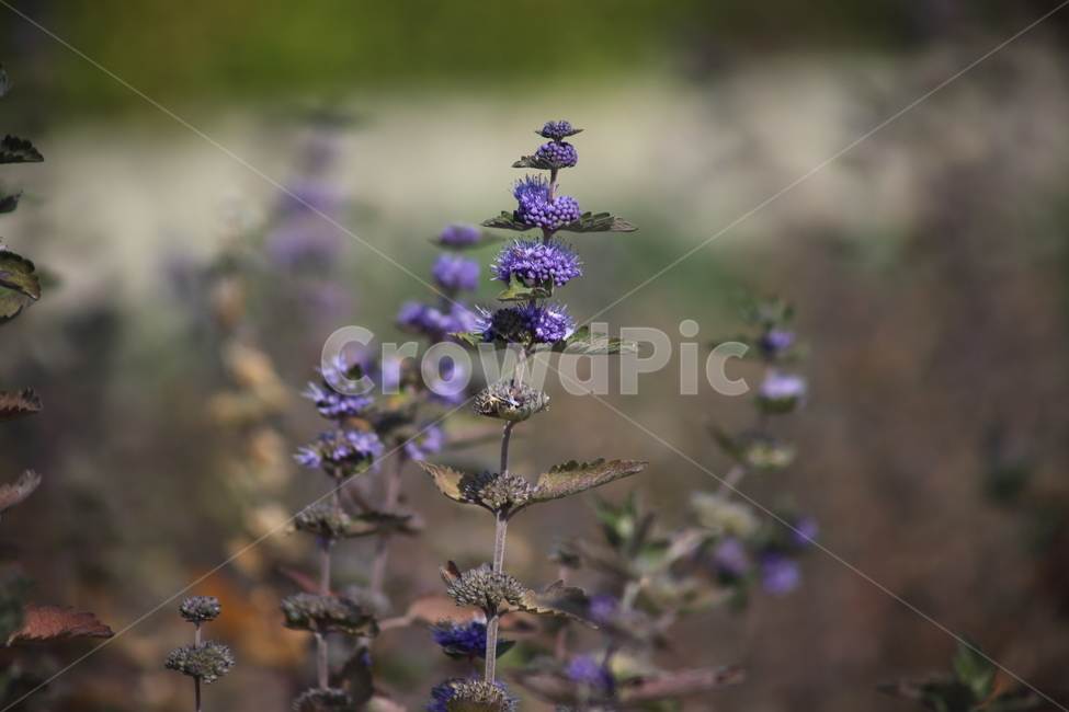 꽃,식물,가을,층꽃나무,caryopterisincana,식물,자연,plants,nature,꽃,flower