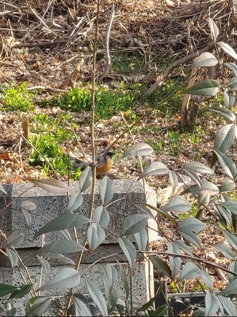 새,야생,bird,공원,자연,nature