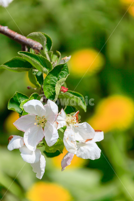 사과꽃,하늘,꽃,과일꽃,정원,식물,자연,plants,nature,꽃,flower