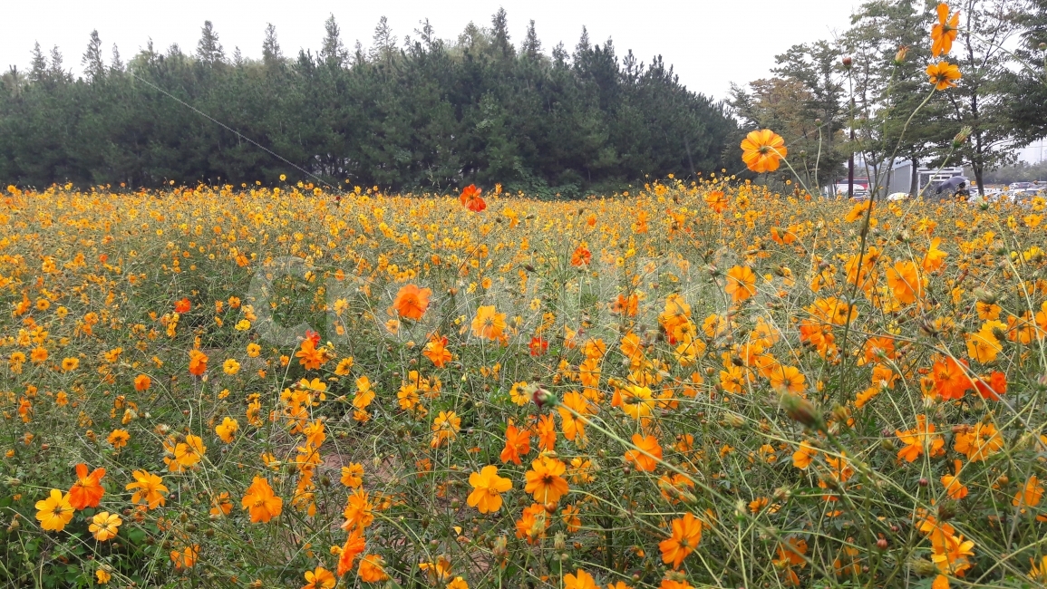 꽃,코스모스,주황색,노랑,가을,가을,계절,fall,autumn,season,식물,자연,plants,nature,꽃,flower,field,들,plant,grassland,목초지,outdoors,옥외