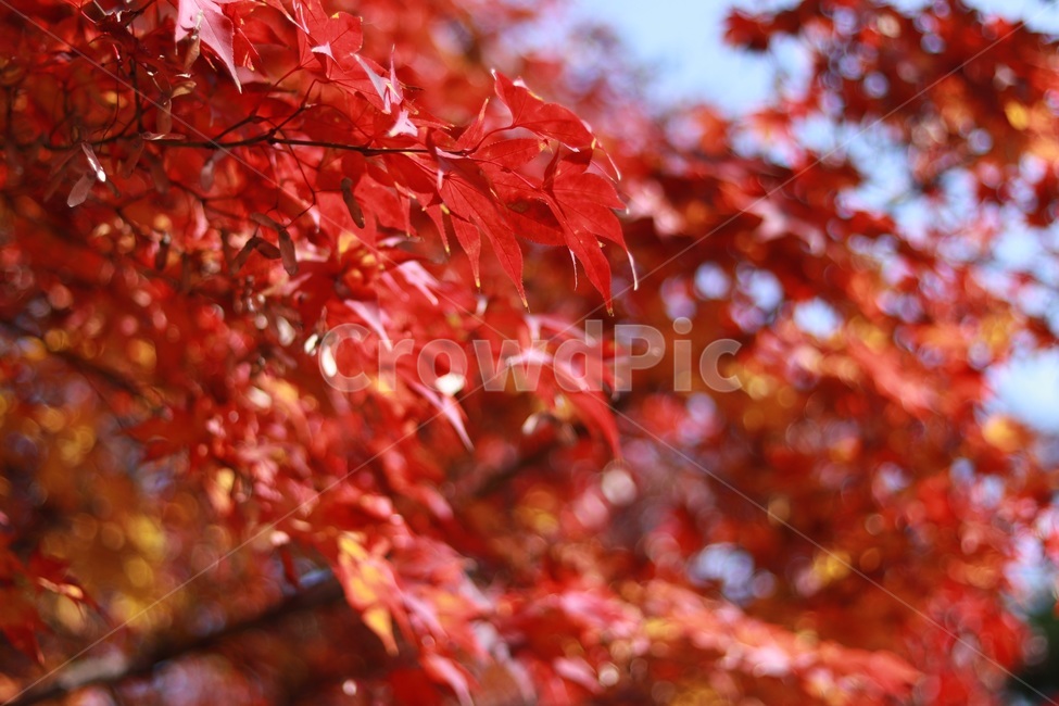 단풍,빨간색,나무,햇살,자연,자두색,크림슨색,가을,계절,fall,autumn,season,leaf,잎,plant,식물,tree,maple