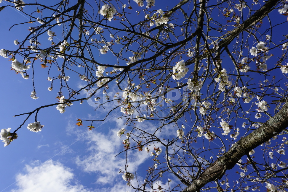 꽃,봄,자연,식물,햇살,봄,계절,spring,season,식물,자연,plants,nature,꽃,flower,plant