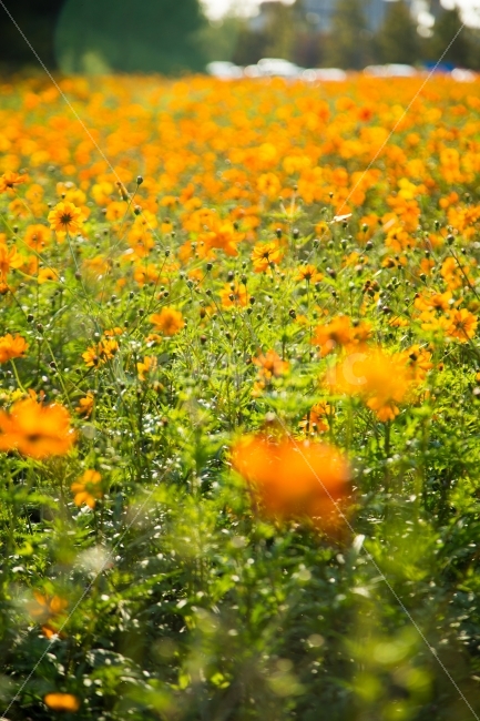 가을,코스모스,황화코스모스,가을축제,국화축제,꽃밭,꽃,가을꽃,식물,자연,plants,nature,꽃,flower,감성,sensible,feeling