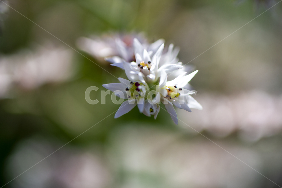 plant,식물,꽃,돌단풍,야생화,녹색,줄기