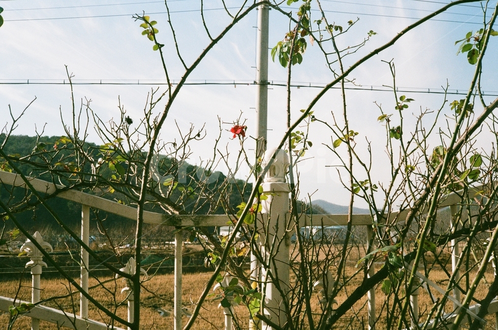 장미,산책,필름사진,색감,식물,식물,자연,plants,nature
