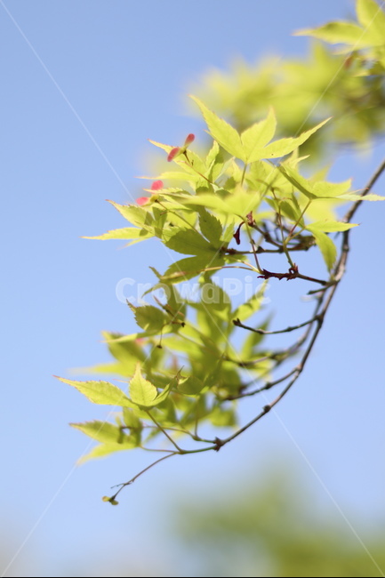 단풍,연두,파랑하늘,봄,잎,식물,자연,plants,nature