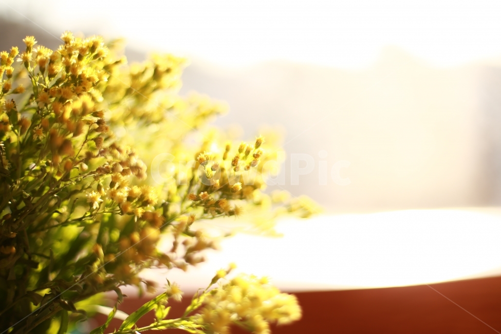 spring,yellow flower,image photo,Emotion,flower,Emotional photo