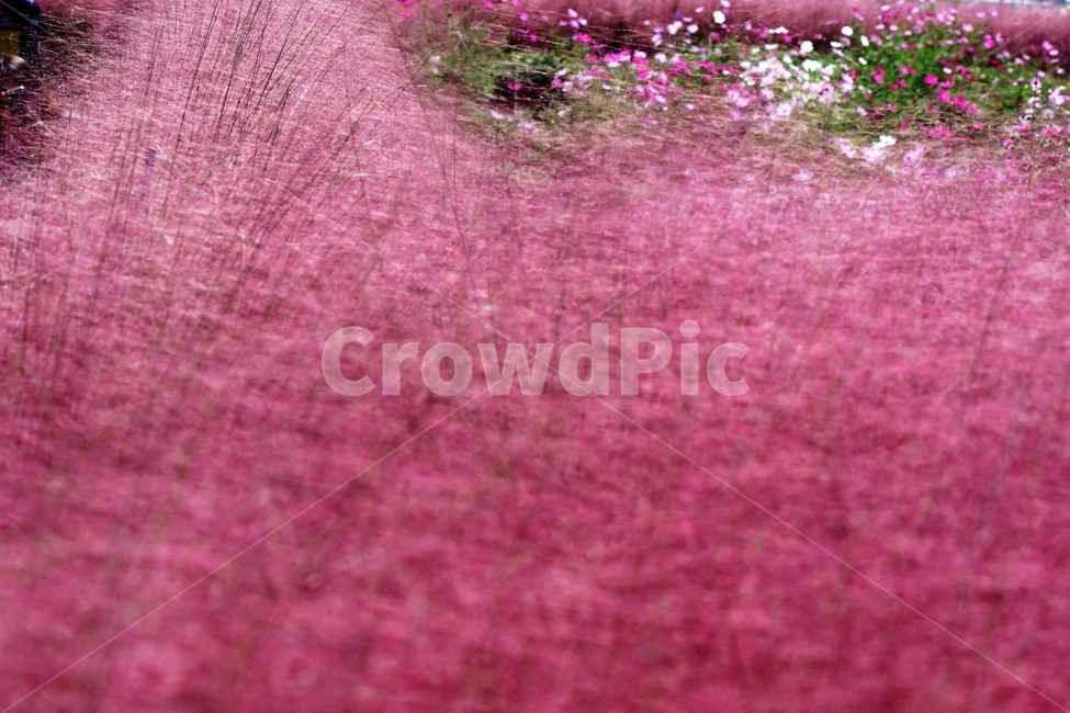 꽃,핑크뮬리,코스모스,식물,자연,분홍색,pink,cosmos,green,white,가을,계절,fall,autumn,season,식물,자연,plants,nature,꽃,flower