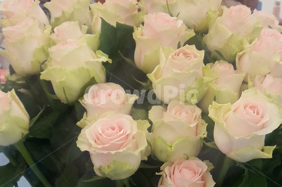 장미,꽃,rose,flower,식물,화이트,흰색,부케,식물,자연,plants,nature,꽃,flower
