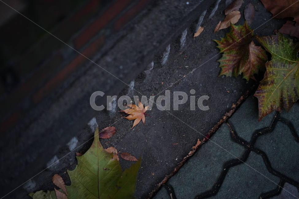 잎,잎새,감성,단풍,식물,나무,계절,느낌,색감,컬러,가을,계절,fall,autumn,season,leaf,plant,tree,maple,maple leaf,단풍잎