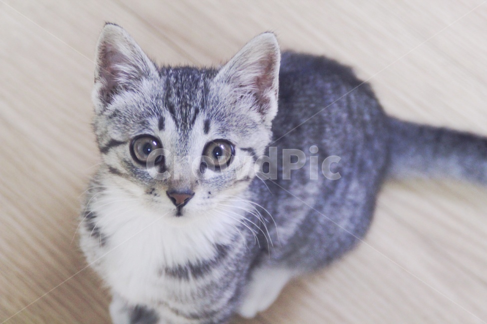 pet,애완동물,kitten,고양이새끼,mammal,포유류,animal,동물,cat,고양이,동물,animal,포유류,mammal,고양이,cat,kitten,kitty