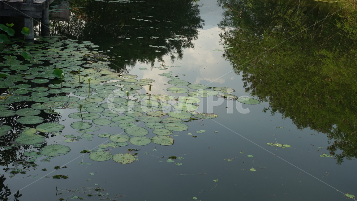 수련,물,호수,outdoor,water,nature,자연,옥외