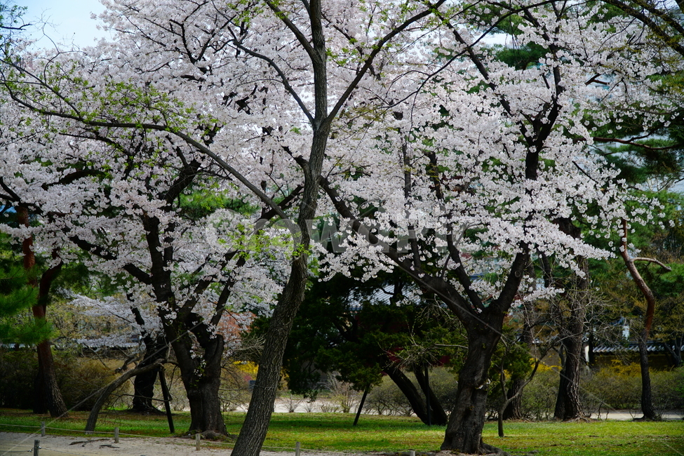 창경궁,벚꽃,벚꽃나무,하늘,봄,서울,한국,대한민국,korea,spring,changgyeonggungpalace,palace,changgyeonggung,seoul,cherryblossom,tree,자연,nature,식물,plants,한국적인,한국자연,한국풍경,경치,landscpae,4월,april,봄꽃,구름,sky,cloud,왕궁,궁전,궁궐,식물,자연,plants,nature,꽃,flower,나무,trees,wood