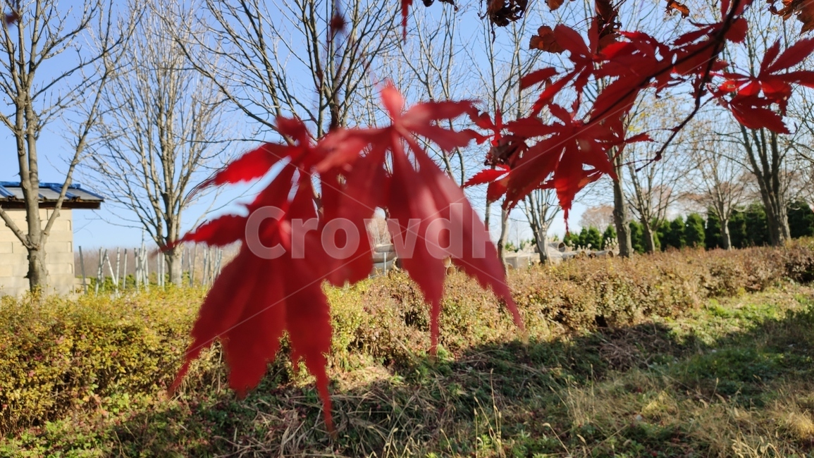엽록소,가을단풍,가을,leaf,잎,plant,식물,tree,나무,maple,단풍,가을,계절,fall,autumn,season