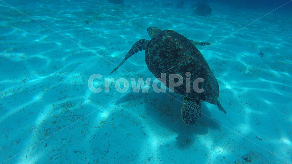 바다,sea,underwater,scuba,scubadiving,skinscuba,스킨스쿠버,스쿠버다이빙,수중사진,수중촬영,거북이,turtle,동물,animal,파충류,양서류,reptile,amphibian