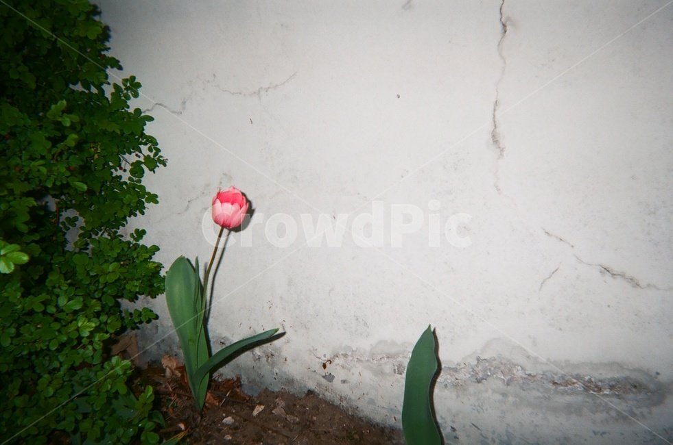 식물,자연,튤립,꽃,plant,tulip,flower,alone,식물,자연,plants,nature,꽃,flower