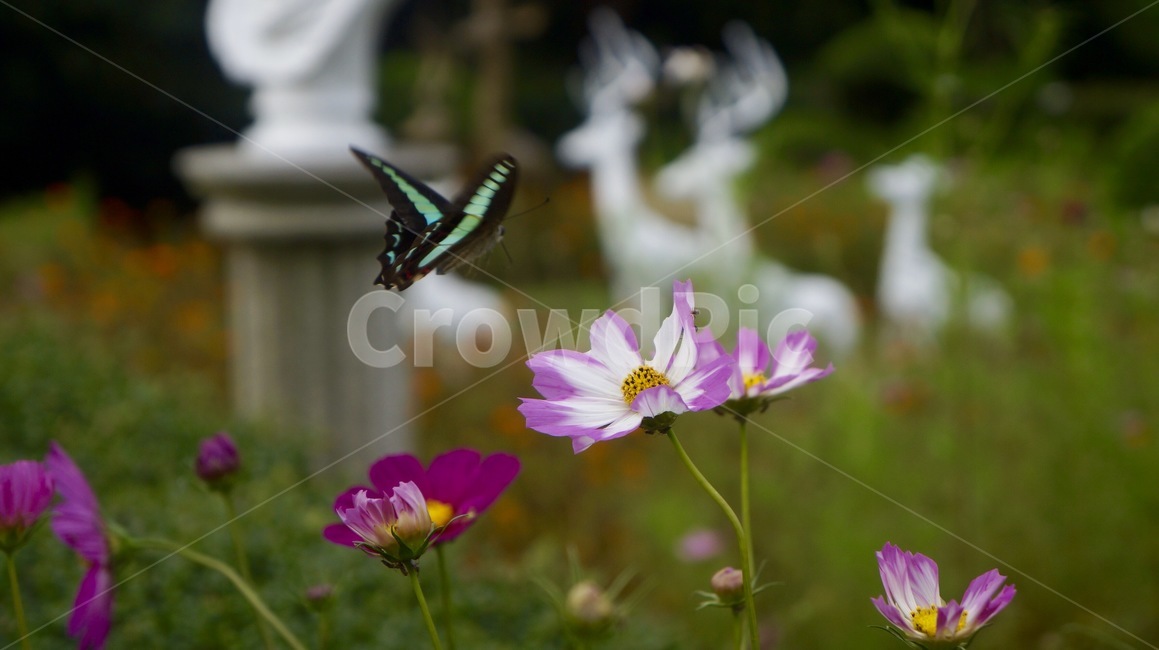 가을,코스모스,나비,한강공원,공원,cosmos,autumn,가을,계절,fall,autumn,season,식물,자연,plants,nature,꽃,flower,동물,animal,곤충,벌레,insect,bug,blossom,geranium,제라늄,plant