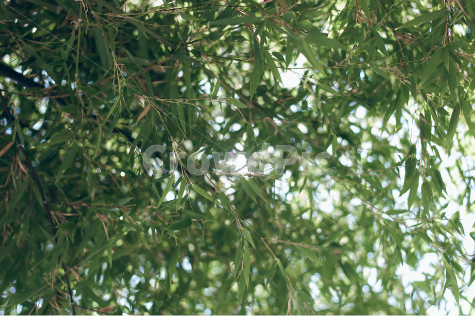 빛,햇빛,나무잎,바람,자연,배경,대나무,식물,자연,plants,nature,휴식,힐링,rest,relaxation,healing