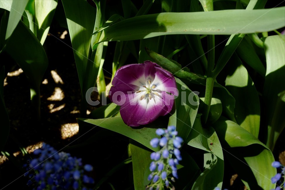 봄,봄꽃,화사함,자연,행복,힐링,bloom,colorful,floral,flower,gardenflowers,happymind,life,nature,plant,spring,식물,자연,plants,nature,꽃,flower