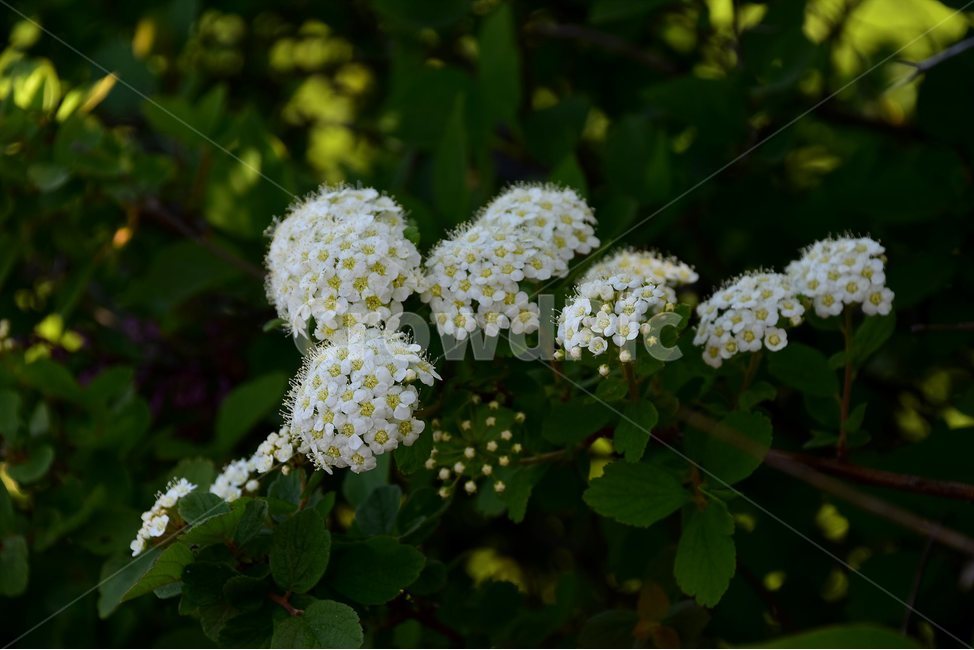 설악조팝나무,야생화,꽃,식물,자연,생태,플라워,flower,plants,nature,식물,자연,plants,nature,꽃,flower