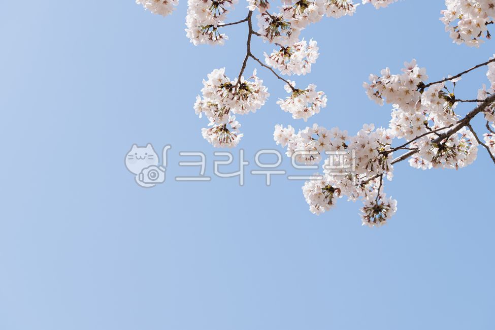 spring,sky,cherry blossom tree,Cherry Blossom,nature,background,cherryblossom,flower